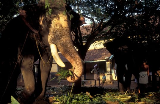 Farmers take care their Elephants at the traditional Pooram or Elephant Festival and Temple Festival in the city of Thrissur or Trichur in the Province Kerala in India.  India, Thrissur, April, 1998