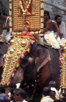 Farmers with their Elephants at the traditional Pooram or Elephant Festival and Temple Festival in the city of Thrissur or Trichur in the Province Kerala in India.  India, Thrissur, April, 1998