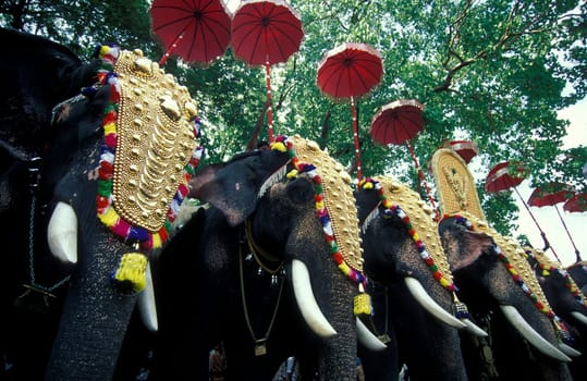 Farmers with their Elephants at the traditional Pooram or Elephant Festival and Temple Festival in the city of Thrissur or Trichur in the Province Kerala in India.  India, Thrissur, April, 1998