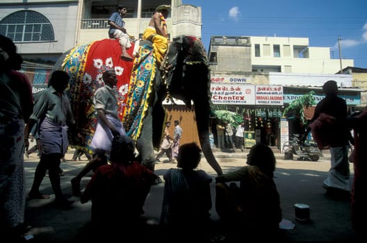 Farmers with their Elephants at the traditional Pooram or Elephant Festival and Temple Festival in the city of Thrissur or Trichur in the Province Kerala in India.  India, Thrissur, April, 1998