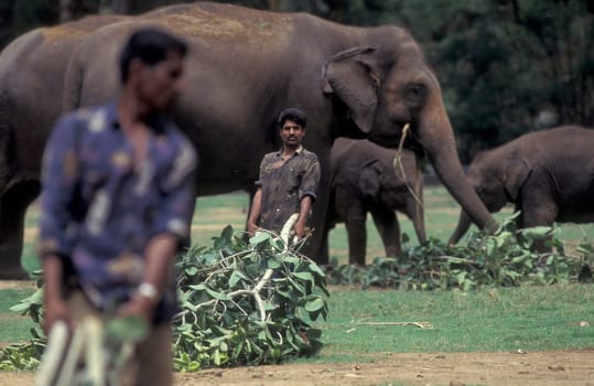 Farmers take care their Elephants at the traditional Pooram or Elephant Festival and Temple Festival in the city of Thrissur or Trichur in the Province Kerala in India.  India, Thrissur, April, 1998