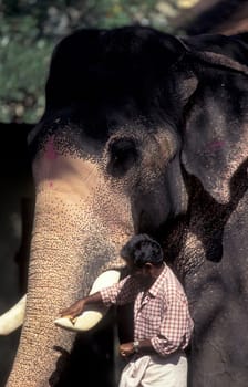 Farmers take care their Elephants at the traditional Pooram or Elephant Festival and Temple Festival in the city of Thrissur or Trichur in the Province Kerala in India.  India, Thrissur, April, 1998
