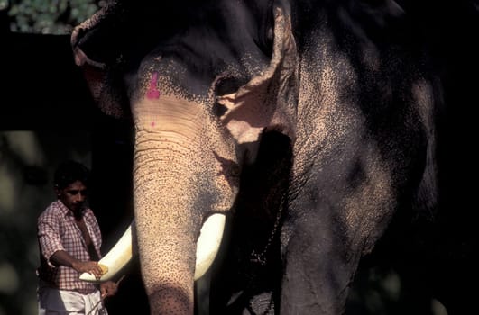 Farmers take care their Elephants at the traditional Pooram or Elephant Festival and Temple Festival in the city of Thrissur or Trichur in the Province Kerala in India.  India, Thrissur, April, 1998