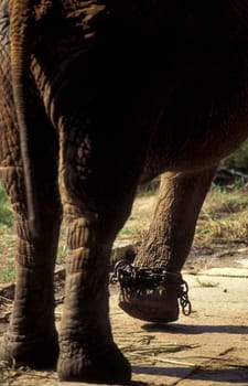 a indian Elephant at the traditional Pooram or Elephant Festival and Temple Festival in the city of Thrissur or Trichur in the Province Kerala in India.  India, Thrissur, April, 1998