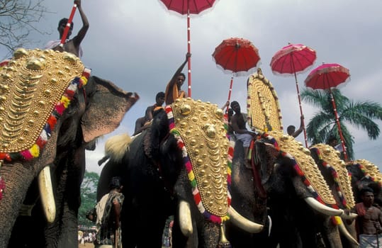 Farmers with their Elephants at the traditional Pooram or Elephant Festival and Temple Festival in the city of Thrissur or Trichur in the Province Kerala in India.  India, Thrissur, April, 1998