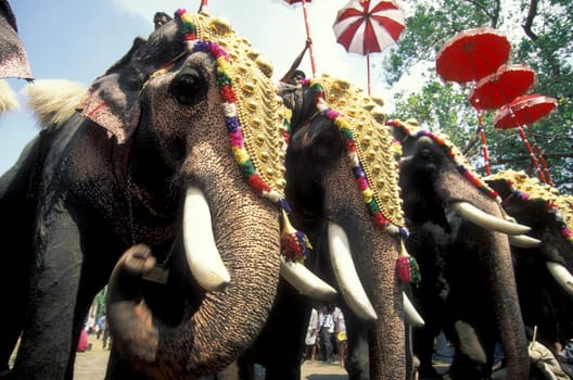 Farmers with their Elephants at the traditional Pooram or Elephant Festival and Temple Festival in the city of Thrissur or Trichur in the Province Kerala in India.  India, Thrissur, April, 1998