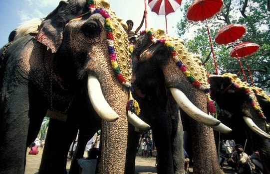 Farmers with their Elephants at the traditional Pooram or Elephant Festival and Temple Festival in the city of Thrissur or Trichur in the Province Kerala in India.  India, Thrissur, April, 1998
