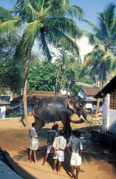 Farmers take care their Elephants at the traditional Pooram or Elephant Festival and Temple Festival in the city of Thrissur or Trichur in the Province Kerala in India.  India, Thrissur, April, 1998