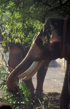 a indian Elephant at the traditional Pooram or Elephant Festival and Temple Festival in the city of Thrissur or Trichur in the Province Kerala in India.  India, Thrissur, April, 1998