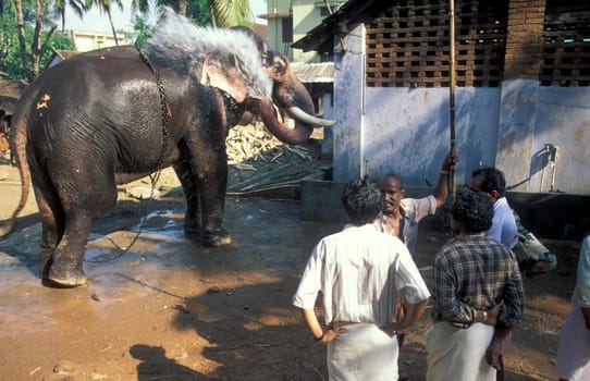 Farmers take care their Elephants at the traditional Pooram or Elephant Festival and Temple Festival in the city of Thrissur or Trichur in the Province Kerala in India.  India, Thrissur, April, 1998