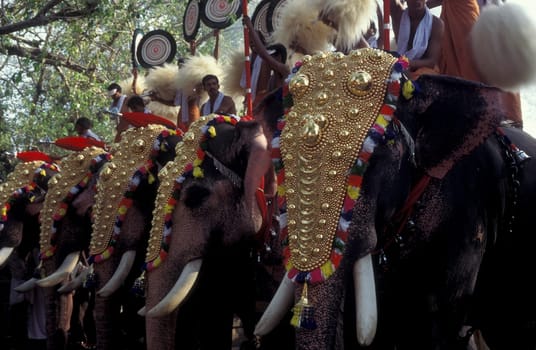 Farmers with their Elephants at the traditional Pooram or Elephant Festival and Temple Festival in the city of Thrissur or Trichur in the Province Kerala in India.  India, Thrissur, April, 1998
