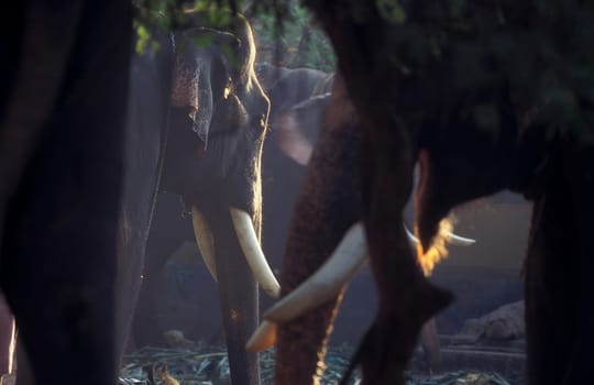 a indian Elephant at the traditional Pooram or Elephant Festival and Temple Festival in the city of Thrissur or Trichur in the Province Kerala in India.  India, Thrissur, April, 1998