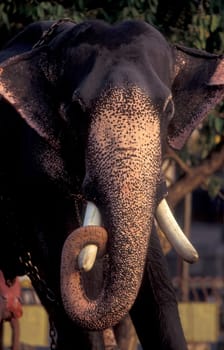 a indian Elephant at the traditional Pooram or Elephant Festival and Temple Festival in the city of Thrissur or Trichur in the Province Kerala in India.  India, Thrissur, April, 1998