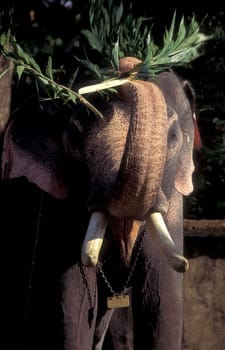 a indian Elephant at the traditional Pooram or Elephant Festival and Temple Festival in the city of Thrissur or Trichur in the Province Kerala in India.  India, Thrissur, April, 1998