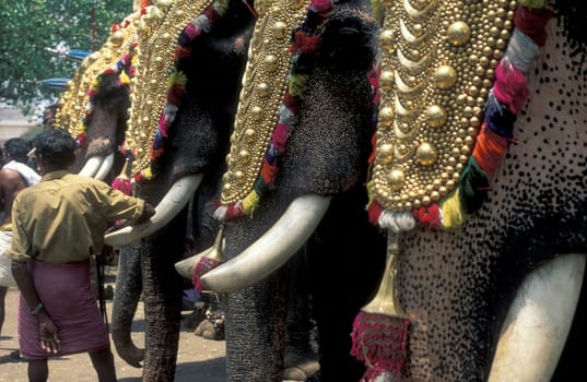 Farmers with their Elephants at the traditional Pooram or Elephant Festival and Temple Festival in the city of Thrissur or Trichur in the Province Kerala in India.  India, Thrissur, April, 1998