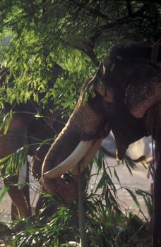 a indian Elephant at the traditional Pooram or Elephant Festival and Temple Festival in the city of Thrissur or Trichur in the Province Kerala in India.  India, Thrissur, April, 1998