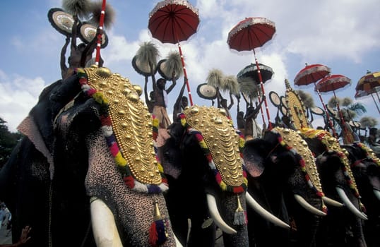Farmers with their Elephants at the traditional Pooram or Elephant Festival and Temple Festival in the city of Thrissur or Trichur in the Province Kerala in India.  India, Thrissur, April, 1998