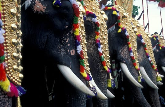Farmers with their Elephants at the traditional Pooram or Elephant Festival and Temple Festival in the city of Thrissur or Trichur in the Province Kerala in India.  India, Thrissur, April, 1998