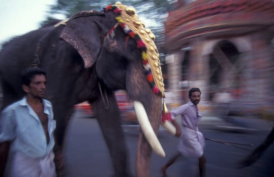 Farmers with their Elephants at the traditional Pooram or Elephant Festival and Temple Festival in the city of Thrissur or Trichur in the Province Kerala in India.  India, Thrissur, April, 1998