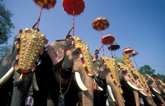 Farmers with their Elephants at the traditional Pooram or Elephant Festival and Temple Festival in the city of Thrissur or Trichur in the Province Kerala in India.  India, Thrissur, April, 1998