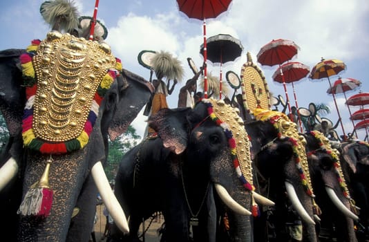 Farmers with their Elephants at the traditional Pooram or Elephant Festival and Temple Festival in the city of Thrissur or Trichur in the Province Kerala in India.  India, Thrissur, April, 1998