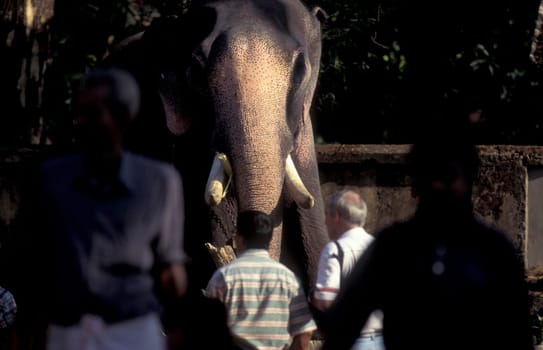 Farmers take care their Elephants at the traditional Pooram or Elephant Festival and Temple Festival in the city of Thrissur or Trichur in the Province Kerala in India.  India, Thrissur, April, 1998