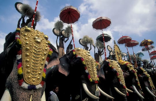 Farmers with their Elephants at the traditional Pooram or Elephant Festival and Temple Festival in the city of Thrissur or Trichur in the Province Kerala in India.  India, Thrissur, April, 1998
