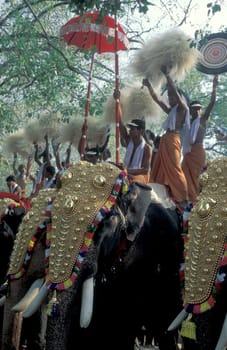 Farmers with their Elephants at the traditional Pooram or Elephant Festival and Temple Festival in the city of Thrissur or Trichur in the Province Kerala in India.  India, Thrissur, April, 1998