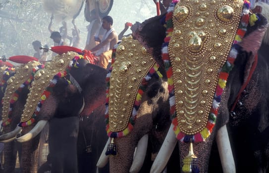 Farmers with their Elephants at the traditional Pooram or Elephant Festival and Temple Festival in the city of Thrissur or Trichur in the Province Kerala in India.  India, Thrissur, April, 1998