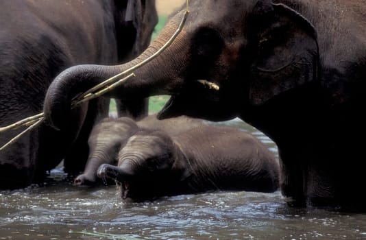 a indian Elephant at the traditional Pooram or Elephant Festival and Temple Festival in the city of Thrissur or Trichur in the Province Kerala in India.  India, Thrissur, April, 1998
