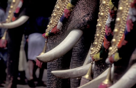 Farmers with their Elephants at the traditional Pooram or Elephant Festival and Temple Festival in the city of Thrissur or Trichur in the Province Kerala in India.  India, Thrissur, April, 1998