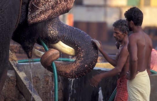 Farmers take care their Elephants at the traditional Pooram or Elephant Festival and Temple Festival in the city of Thrissur or Trichur in the Province Kerala in India.  India, Thrissur, April, 1998