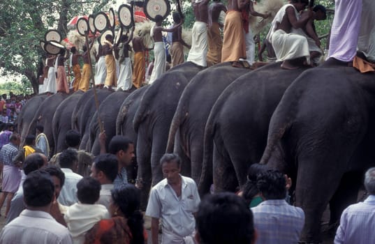 Farmers with their Elephants at the traditional Pooram or Elephant Festival and Temple Festival in the city of Thrissur or Trichur in the Province Kerala in India.  India, Thrissur, April, 1998