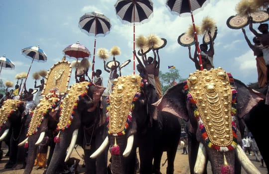 Farmers with their Elephants at the traditional Pooram or Elephant Festival and Temple Festival in the city of Thrissur or Trichur in the Province Kerala in India.  India, Thrissur, April, 1998