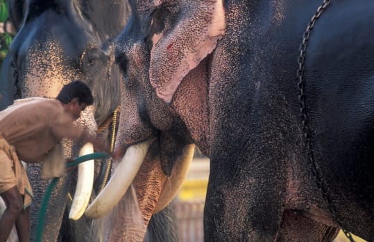 Farmers take care their Elephants at the traditional Pooram or Elephant Festival and Temple Festival in the city of Thrissur or Trichur in the Province Kerala in India.  India, Thrissur, April, 1998