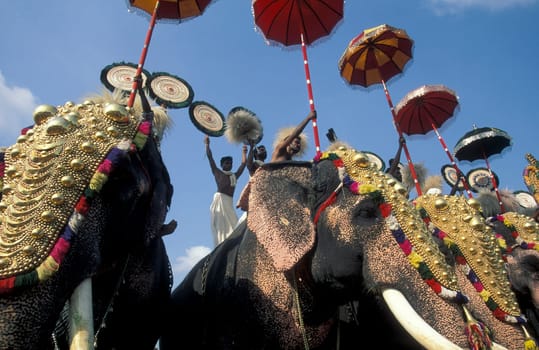 Farmers with their Elephants at the traditional Pooram or Elephant Festival and Temple Festival in the city of Thrissur or Trichur in the Province Kerala in India.  India, Thrissur, April, 1998