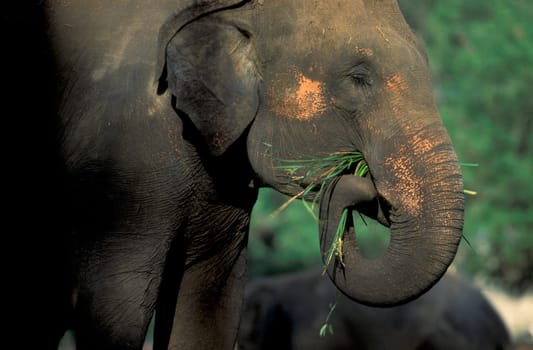 a indian Elephant at the traditional Pooram or Elephant Festival and Temple Festival in the city of Thrissur or Trichur in the Province Kerala in India.  India, Thrissur, April, 1998