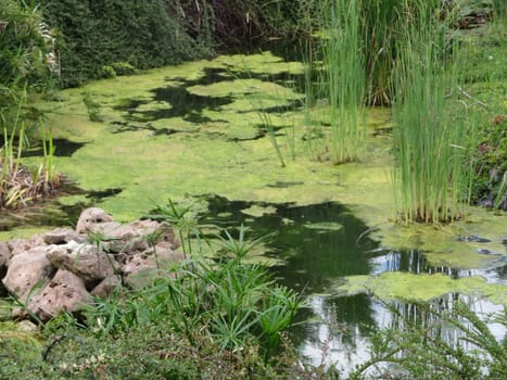 aquatic plants water lilies streams river lakes freshness natural landscape