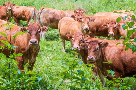 Herd of curious brown limousine cows photographed in France in the green pasture