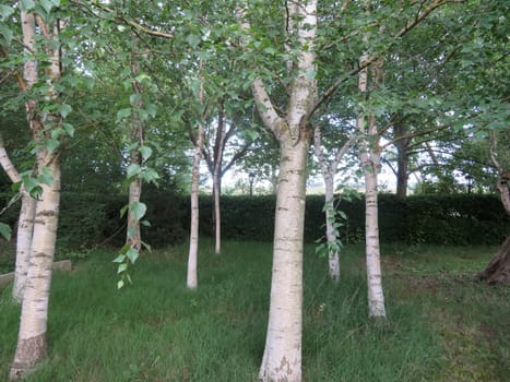 trees landscape garden natural beautiful herbal plants