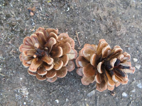 pine cones pine nuts different wood bonfire natural decoration