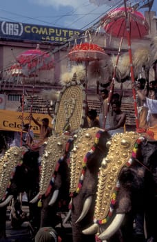 Farmers with their Elephants at the traditional Pooram or Elephant Festival and Temple Festival in the city of Thrissur or Trichur in the Province Kerala in India.  India, Thrissur, April, 1998