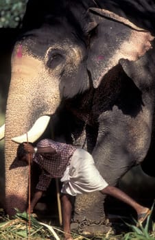 Farmers take care their Elephants at the traditional Pooram or Elephant Festival and Temple Festival in the city of Thrissur or Trichur in the Province Kerala in India.  India, Thrissur, April, 1998
