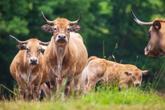 Group of happy Aubrac cows photographed in France in a natural environment