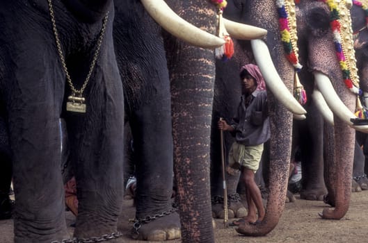 Farmers with their Elephants at the traditional Pooram or Elephant Festival and Temple Festival in the city of Thrissur or Trichur in the Province Kerala in India.  India, Thrissur, April, 1998