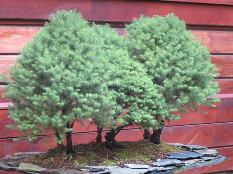 miniature plants bonsai natural delicate care culture hobby