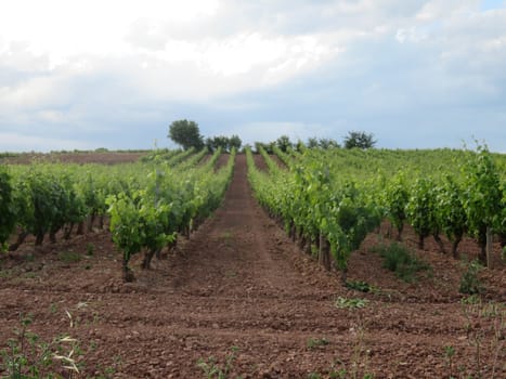 vineyard grape fruit wine plantation elaboration production