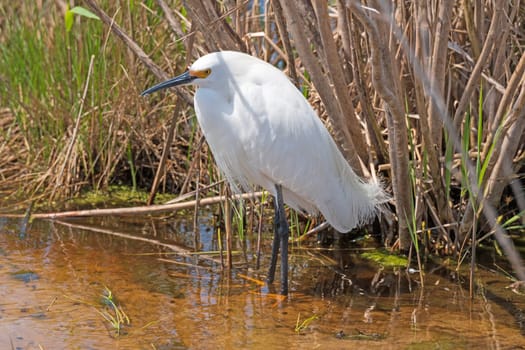 Snowy Egret Standing in a Wetland Pond in the Chincoteague National Wildlife Refuge in Virginia