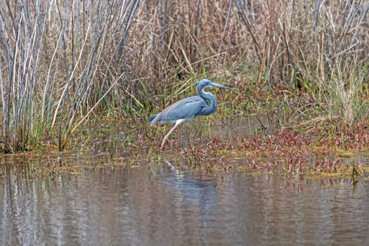 Tricolored Heron on the hunt in a Wetland Pond in Chincoteague National Wildlife Refuge in Virginia