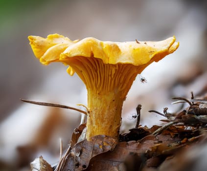 Detail shot of a yellow chanterelle mushroom between pine needles on the forest floor